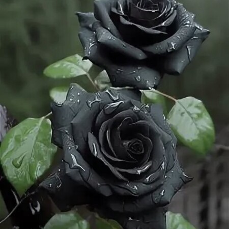 دانلود آهنگ چهل روزه عزیزم را ندیدم