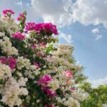 دانلود آهنگ دوسش دارم دیوونه وار