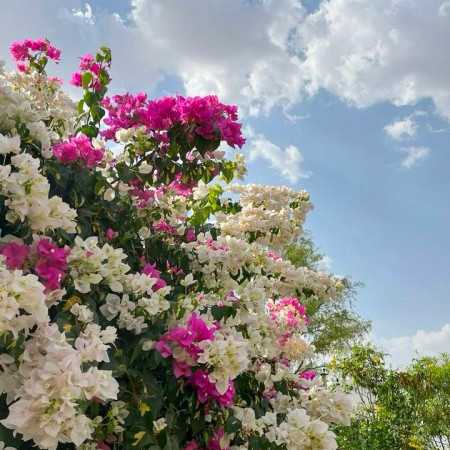 دوسش دارم دیوونه وار