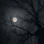 دانلود آهنگ ای دل بنالم کفتر بی بالم با صدای زن
