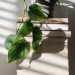 دانلود آهنگ خسته ای غم زده ای مثل منی میفهمم دانلود آهنگ خسته ای غم زده ای مثل منی میفهمم