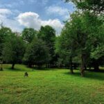 دانلود آهنگ منو نمیتونی خودتو نجات بده
